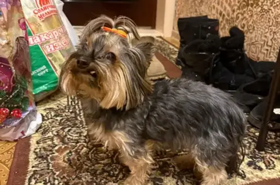 Найденные животные Ижевск, фото: Найдена собака, Красноармейская улица, городской округ Ижевск