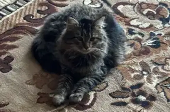 Пропал кот, Новая улица, 5, Котовск - photo