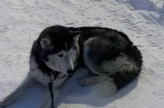 Найдена собака, Копейск, фото: Найдена собака, проспект Славы, Копейск