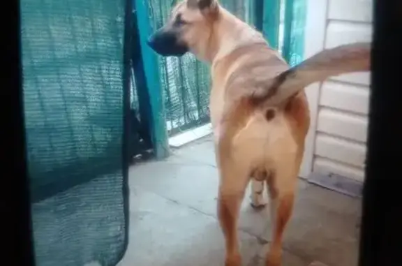 Пропал собака, городской округ Волгодонск, Ростовская область - рыжий, добрый идёт ко всем - photo