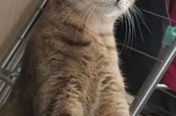 Пропала кошка, Московское шоссе, 90, Ульяновск - худая и подстриженная - photo