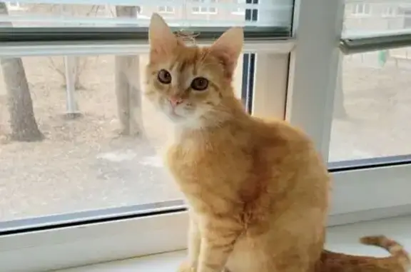 Пропал кот, проспект Ленина, 5А, Туймазы - чёрный ошейник - photo