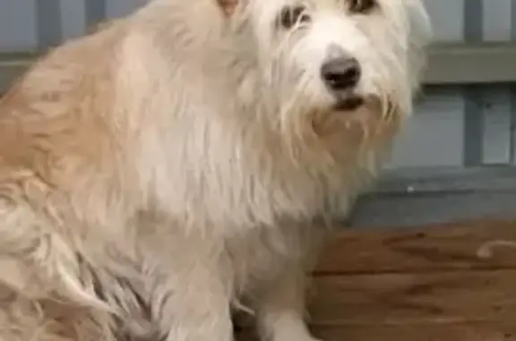 Пропал собака, Дачный проспект, Воронеж - белый лохматый пёс с биркой - photo