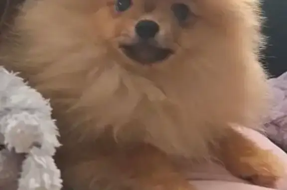 Аким. 5 месяцев. 40 лет октября, 15. Предположительно забрала женщина. Потерялся сегодня между 5 и 6 вечера.