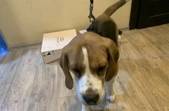 Найденные животные Нижний Новгород, фото: Найдена собака, улица Пугачёва, Нижний Новгород - бигль, без ошейника