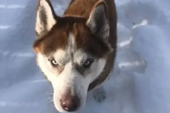 Пропал собака, Новотрактовая улица, Тимирязевское - кобель по кличке Чак породы хаски - photo