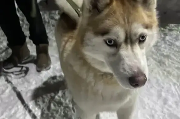 Найдена собака, Ашитково, фото: Найдена собака хаски, улица Виноградова, Воскресенск