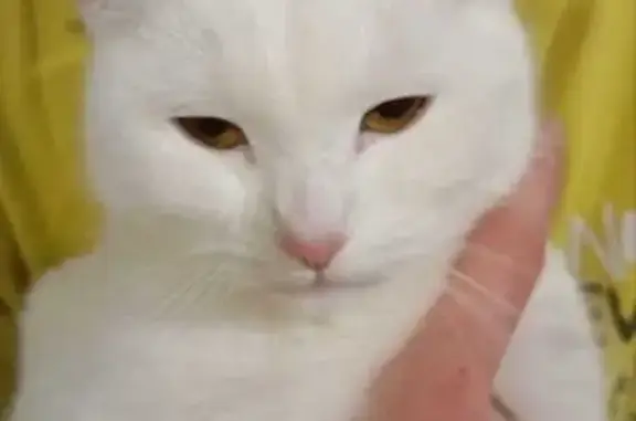 Пропала кошка, район Ленина, Ватутина, Первоуральск - белая в розовом ошейнике - photo