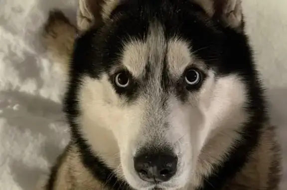 Пропал собака, Московская улица, Краснодар - откликается на Руди - photo