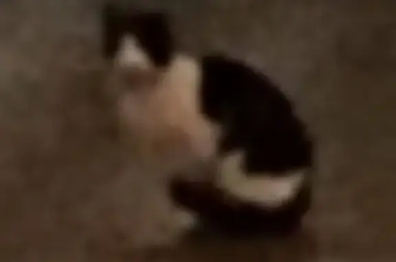 Найдена кошка, Санкт-Петербург, фото: Найдена кошка, Социалистическая улица, 21, Санкт-Петербург - чёрно-белая, пугливая