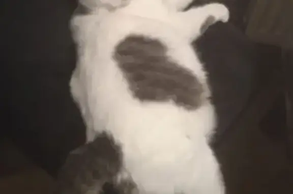 Пропал кот, улица Мира, 14, Родниковый - белый и пушистый - photo