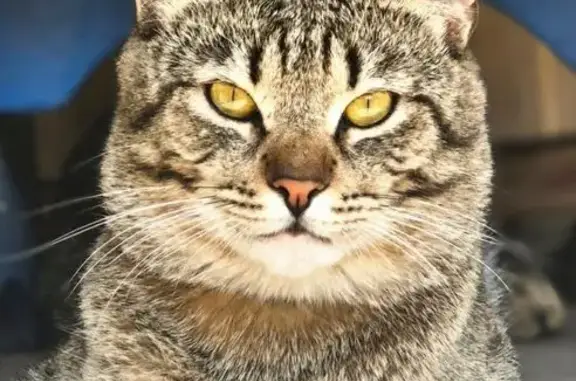 Пропала кошка, улица Тельмана, 135, Ростов-на-Дону - серо-беж полосатый - photo