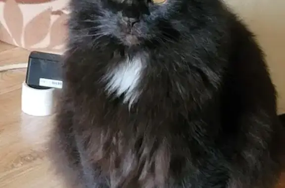 Пропал кот, улица Бондаренко, 9, Тула - чёрный с белым галстуком - photo