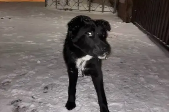 Найдена собака, Тверь, фото: Найден собака, Новобежецкий проезд, городской округ Тверь - чёрный с зелёным ошейником