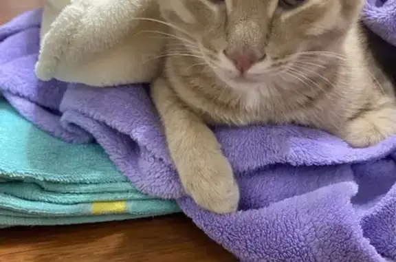 Найденные животные Пермь, фото: Найдена кошка, улица Пушкина, 112, Пермь - рыже-персиковый котик