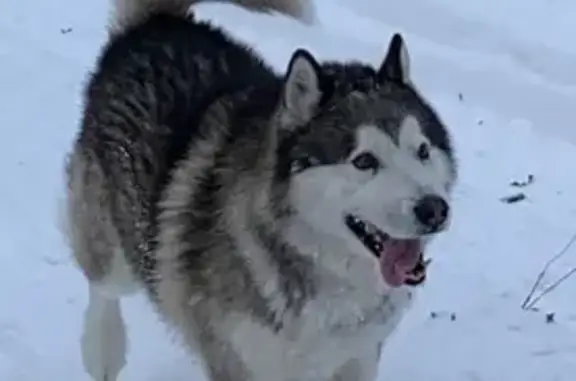 Пропала собака, 12-я линия, 1, Саратов - аласкинский маламут - photo