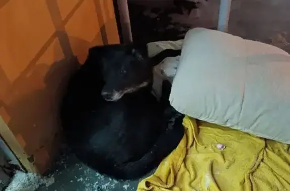 Найдена собака, Всеволожск, фото: Найдена собака, Московская улица, 30, Всеволожск - чёрная, не бродячая