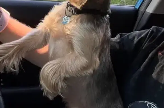 Пропал собака, Московский проспект, 257, Калининград - йоркширский терьер с синим медальоном - photo