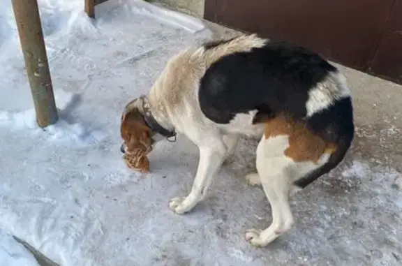 Найдена собака, Новопушкинское, фото: Найдена собака, проспект Шехурдина, Новопушкинское - порода Русская Пегая гончая, истощала