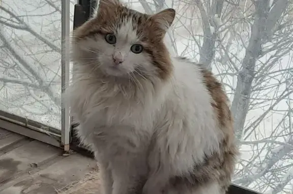 Пропал кот, улица Гагарина, Челябинск - бело-серый, лохматый - photo