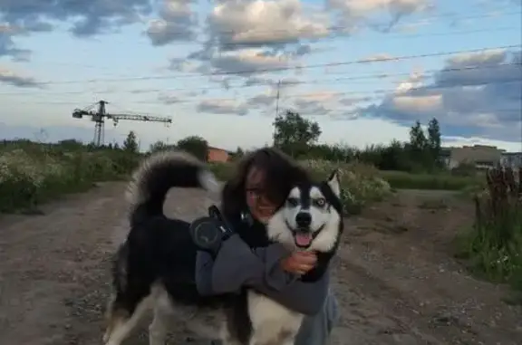Пропал собака, Нижняя Тура, Свердловская область - черно-белый с белыми лапами - photo