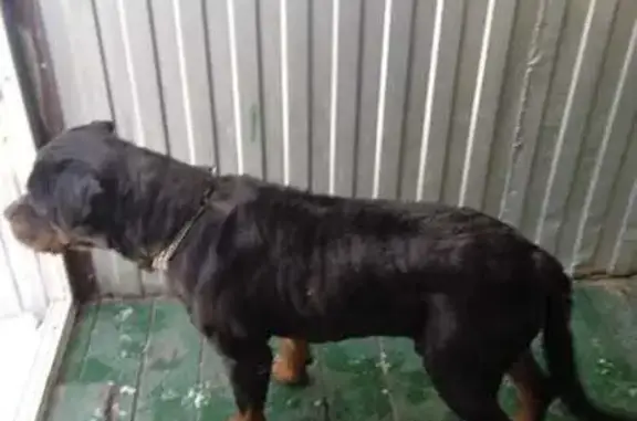 Найдена собака, Верхнетемерницкий, фото: Найден ротвейлер, мужской, Обсерваторная улица, Верхнетемерницкий