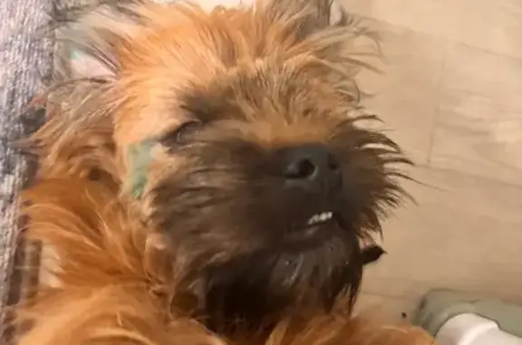 Пропал собака, Новоленинградская улица, городской округ Тамбов - рыжий черный - photo