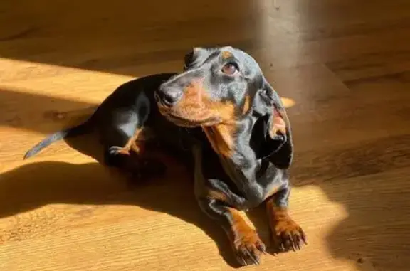 Пропала собака, девочка, ТСН Дружба-1, 2 спортивный проезд, Калининград - photo