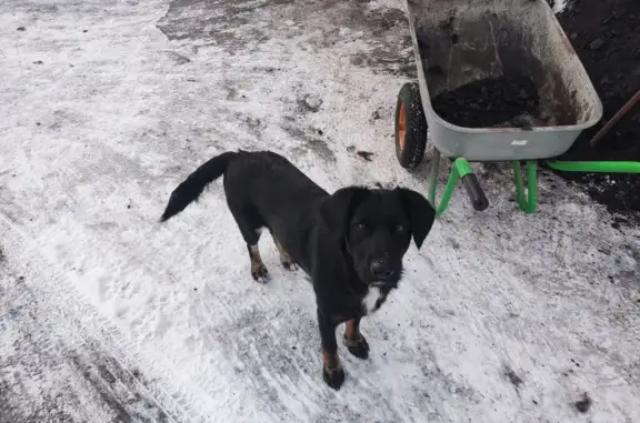 Шкода черная с рыжими ногами, воторую зовут Белка, та что белая с черной головой