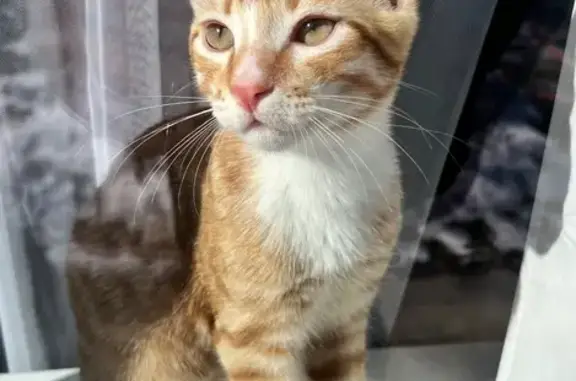 Пропал кот, Архангельская улица, 5, Ростов-на-Дону - рыжий с красным ошейником - photo