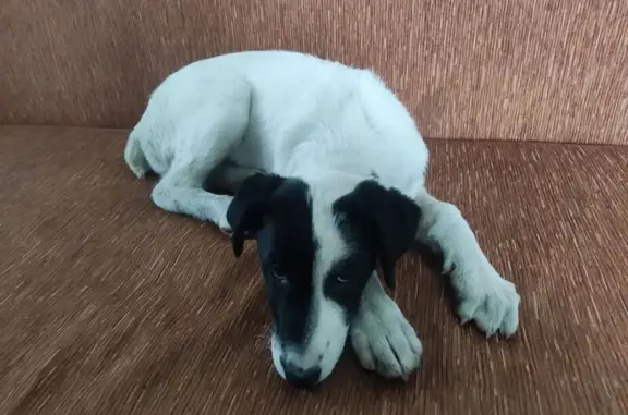 Пропала собака, Школьная улица, Новошилово, Береговое - девочка 3 месяца - photo