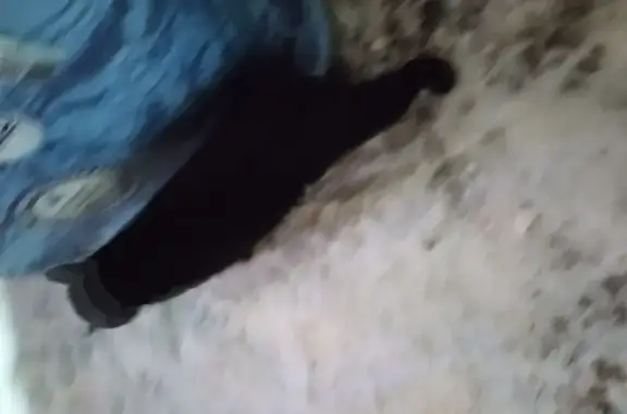 Найдена кошка, Государственного Племенного Завода 