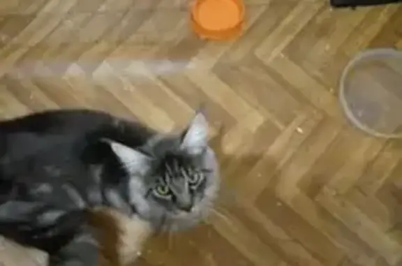 Пропал кот, Сельская улица, 31, Сокол - серый с чёрным, кисточки на ушах - photo