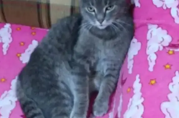 Пропал кот, Уральская улица, 193, Миасс - дымчатый, зеленоватые глаза - photo