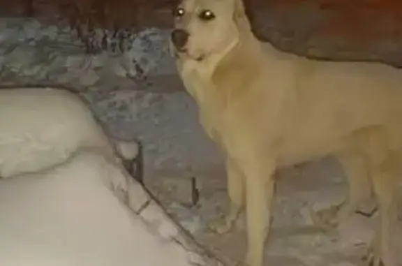 Пропала собака, Тобольск, Тюменская область - алабай, белая, похожа на медвежонка - photo