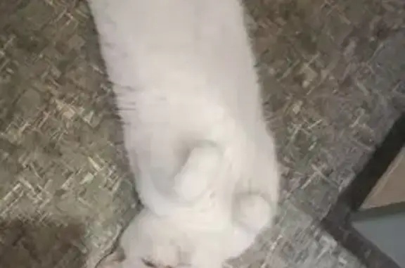 Кошки потеряшки, Архангельск, фото: Потеряшка кошка, Пограничная улица, 8, Архангельск - белая с рыжими пятнами