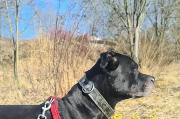 Пропал собака, улица Маршала Захарова, 56, Санкт-Петербург - чёрный окрас, свежий шрам - photo