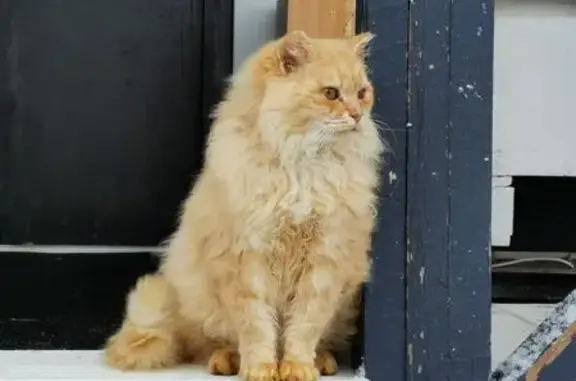 Найдена кошка, Волынщино, фото: Найдена кошка, Хотебцово, Московская область - кастрированный, сломан верхний клык