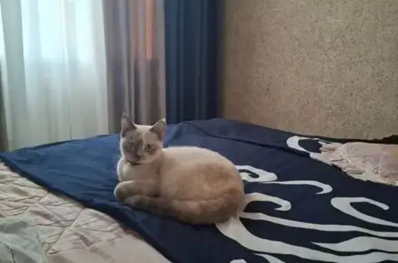 Пропала кошка, улица Ирчи Казака, 98А, Махачкала - светлая с тёмными полосками на хвосте - photo