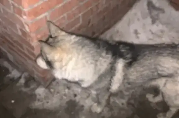 Найдена собака, Красноярск, фото: Найден собака, мужской, улица Чернышевского, 63, Красноярск