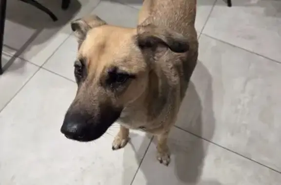 Найдена собака, Жуковский, фото: Найдена собака, улица Гудкова, 7, Жуковский - рыжевато-палевый окрас с тёмной маской