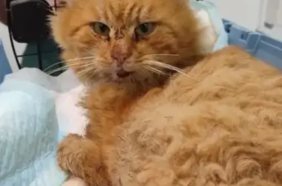 Найдена кошка, Москва, фото: Найден кот, Кетчерская улица, Москва - рыжий, травмирован, не кастрирован