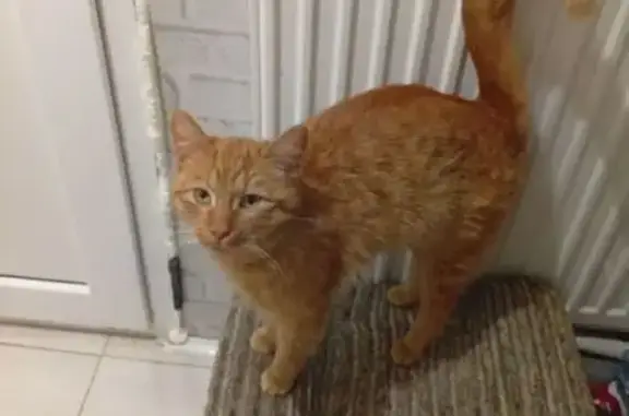 Найдена кошка, Ровное, фото: Найдена кошка, Центральная улица, 4А, Ровное - полностью рыжая, ласковая