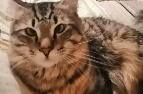 Пропал кот, улица Левитана, Новосибирск - серый, полосатый с пышным хвостом - photo