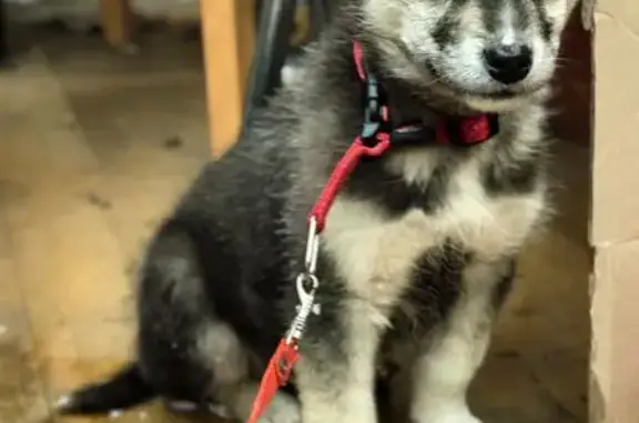 Найдена собака, Мичуринское, фото: Найдена собака, улица Академика Сахарова, Мичуринское - щенок с голубыми глазами