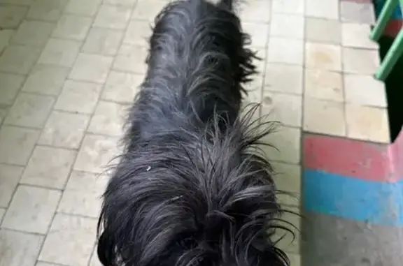 Найденные животные Воронеж, фото: Найдена собака, улица Остужева, 34, Воронеж - девочка с карими глазами