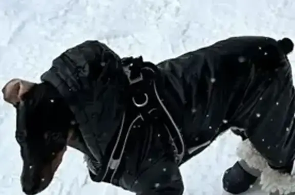 Пропал собака, Судостроительная улица, 45, Москва - убежал с поводком - photo