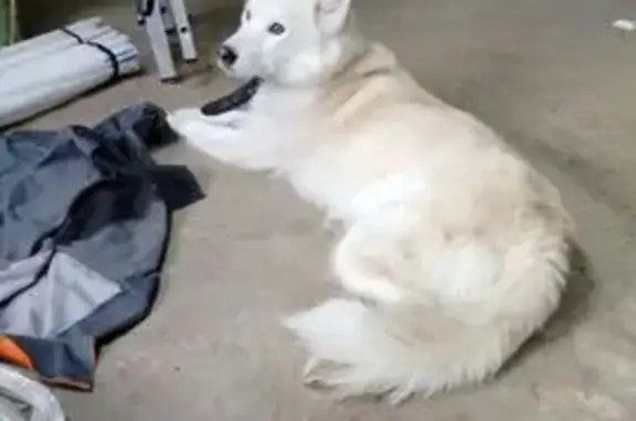 Найденные животные Владимир, фото: Найдена собака, улица Безыменского, Владимир - светлого окраса, кастрирован, хромает