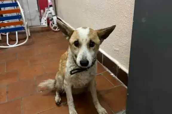 Найдена собака, Москва, фото: Найдена собака, Старопетровский проезд, 10Б, Москва - спокойная и контактная