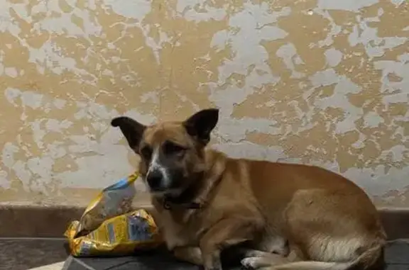 Найдена собака, Ростов-на-Дону, фото: Найдена собака, улица Подвойского, 39, Ростов-на-Дону - рыжая с белыми пятнами